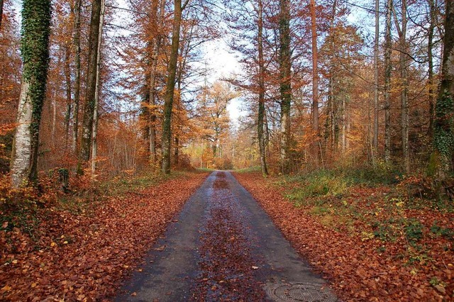 Der Wald &#8211; unser Bild zeigt Nord...n gerecht zu werden, kostet auch Geld.  | Foto: Petra Wunderle