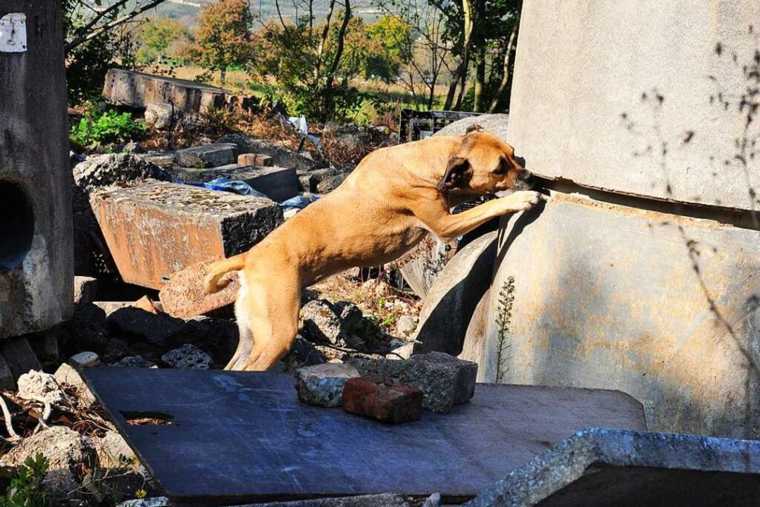 Auf einem Trümmergelände in Istein tra... Hundeführer  die Suche nach Menschen.  | Foto: Jutta Schütz