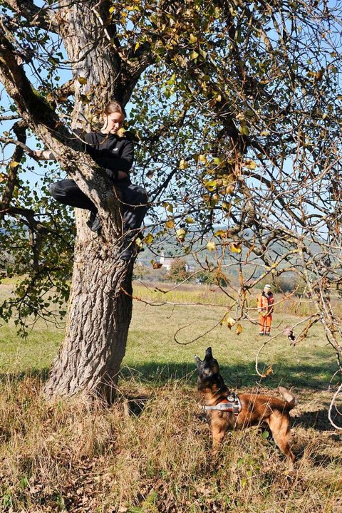 Auch auf dem Baum findet der Hund seinen Menschen.  | Foto: Jutta Schtz