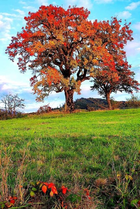 Baum auf einem Feld bei Heuweiler  | Foto: Marion Klima