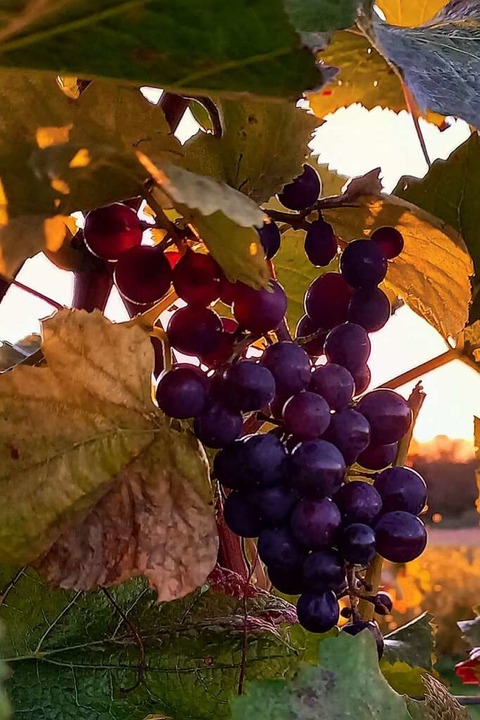 Ein paar Trauben hängen noch in den Reben am Batzenberg.  | Foto: Cornelia Hesse-Pilsak