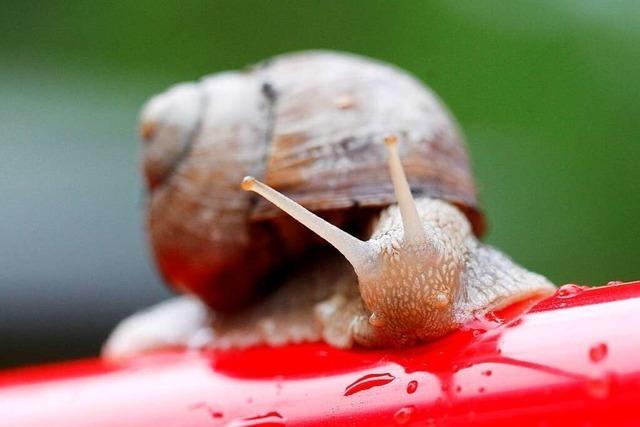 Im Elsass ist Schnecken-Erntezeit – Besuch bei einem Zchter