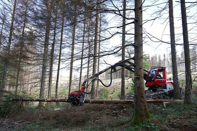 Am Schauinsland wird Holz geschlagen. ...kehrsbehinderungen kommen. Symbolbild.  | Foto: Swen Pfrtner (dpa)