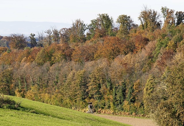 Die alten Buchen auf den Hhenrcken machen schlapp.  | Foto: Michael Haberer