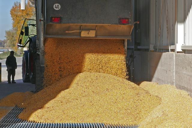 Tonnenweise Mais als Tierfutter und Lebensmittel
