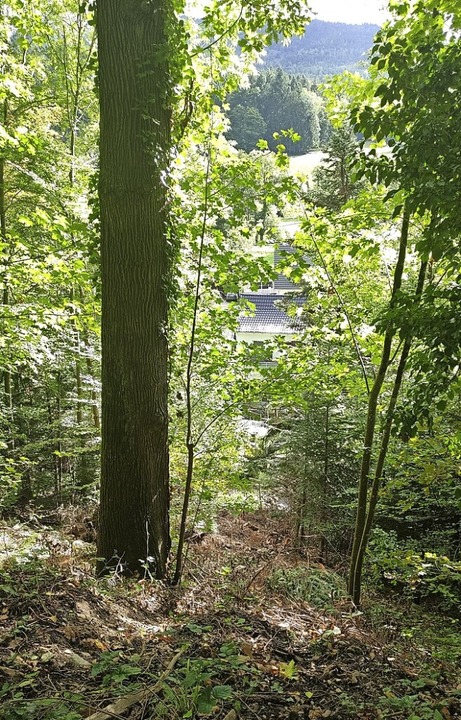 Der Wald ist der Wohnbebauung  teilweise zu nah, sagt das Landratsamt.  | Foto: Landratsamt  Breisgau Hochschwarzwald