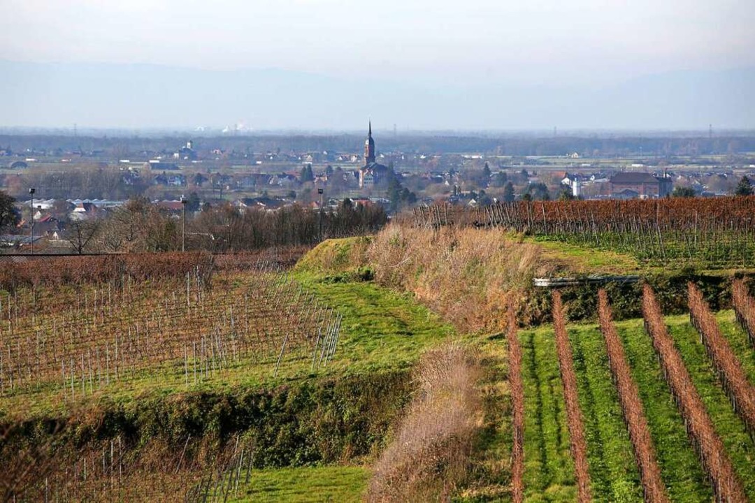 Blick von den Weinbergen bei Heiligenzell auf Friesenheim und Schuttern  | Foto: Christoph Breithaupt