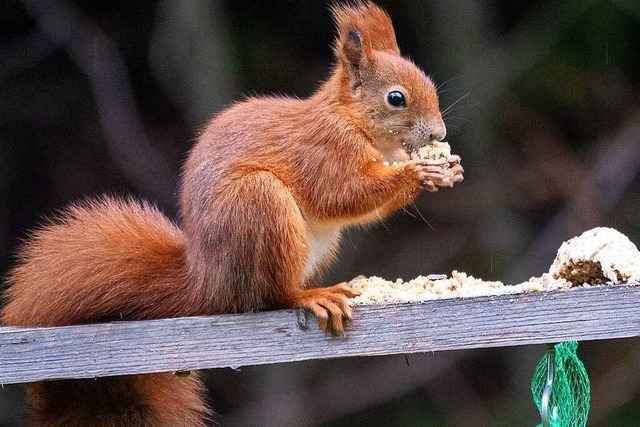 Den Herbst in Bildern eingefangen