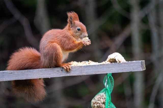 Fotos: Herbst im Schwarzwald