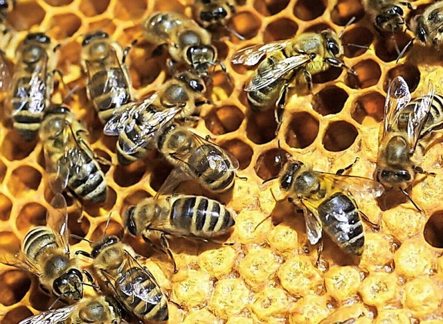 Die Honigbienen werden von den Imkern gepflegt und umsorgt.  | Foto: Wilfried Dieckmann