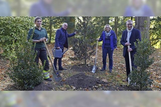 Stechpalmen im Friedrich-Maurer-Park