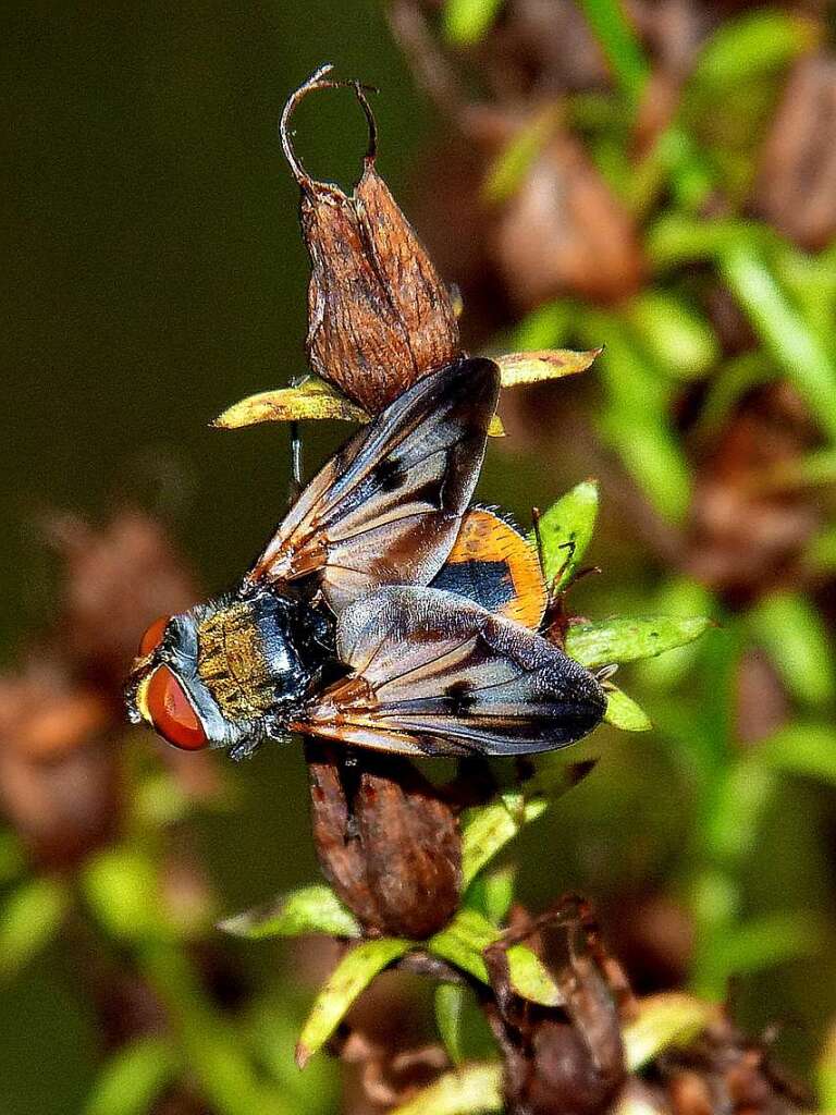 So bunt und doch kein Schmetterling? Nein, es ist eine Raupenfliege, eine Cylindromyia bicolor, wie es "Der neue Kosmos-Insektenfhrer" beschreibt, schreibt uns Dorothea Nusser-Schz.