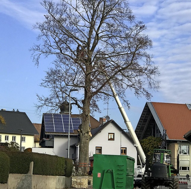 Schwerstarbeit war das Fllen der maro... am Mehrgenerationenpark in hlingen.   | Foto: Vitus Arnold