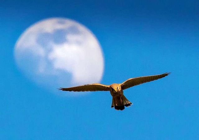 Das Foto &#8222;Vogelperspektive&#8220...h Kohler Schwettmann den 1. Preis ein.  | Foto: fjfp