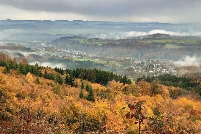 Dank des Regens hat sich der Wehrer Stadtwald ein wenig erholt