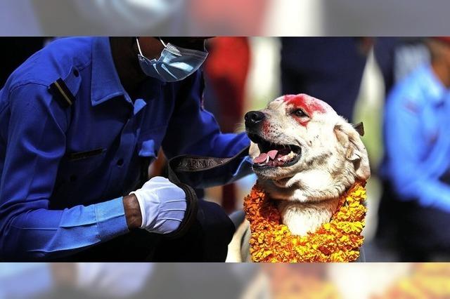 Hundefest in Nepal