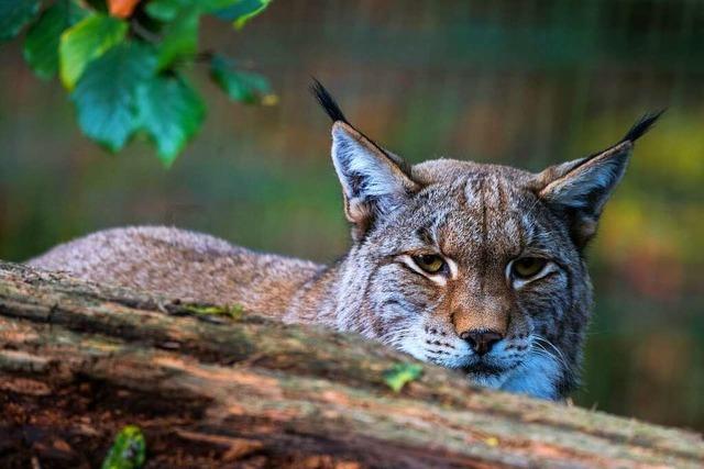 Erschossener Luchs: Polizei kann keinen Schtzen ermitteln