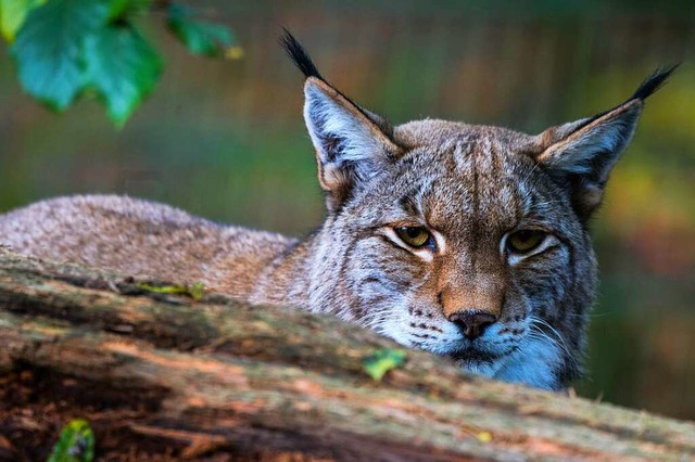 Wer hat auf den Luchs geschossen? (Symbolbild)  | Foto: Andreas Arnold (dpa)