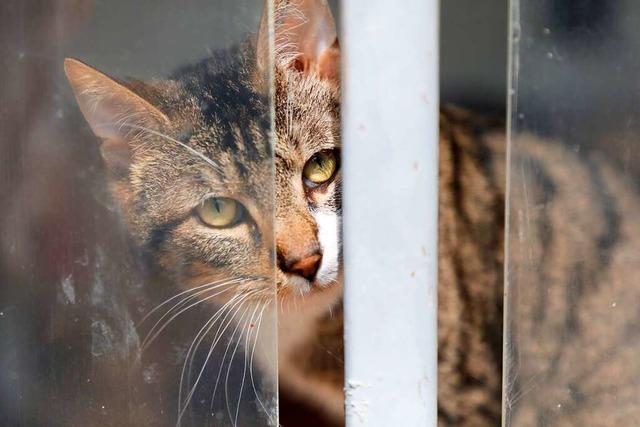 Die Zahl der Fundtiere im Lahrer Tierheim wchst weiter