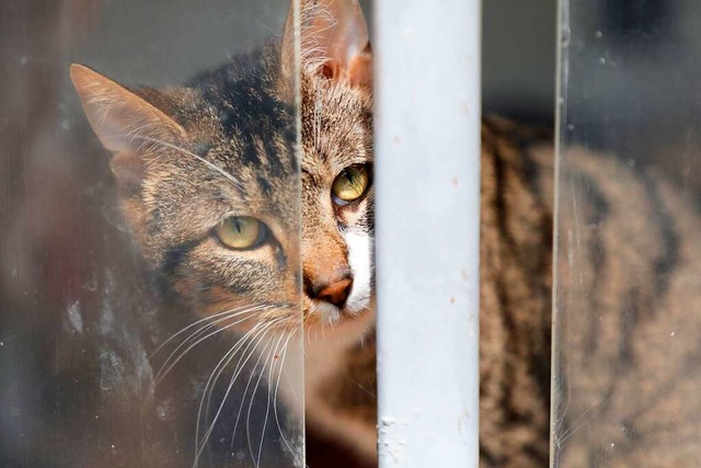 Zahlreiche Fundtiere, darunter viele Katzen, werden im Lahrer Tierheim betreut.  | Foto: Christoph Breithaupt