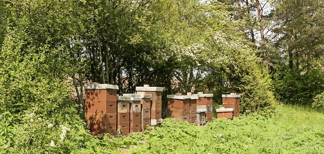 Honig war nach dem ersten Weltkrieg ei...hl der Bienenvlker stieg auf 1400 an.  | Foto: Wilfried Dieckmann