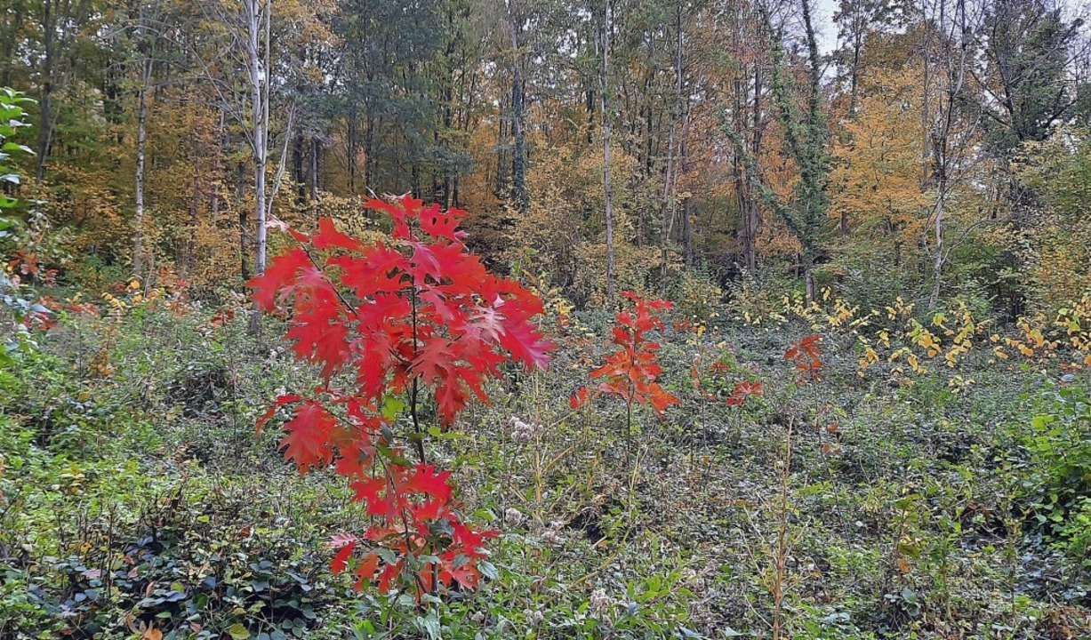 In einem kräftigen Rot verkünden die j...Roteichen im Gemeindewald den Herbst.   | Foto: Ekkehard Klem