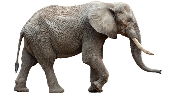Stozhne sind fr Elefanten ein wichtiges Werkzeug.   | Foto: eyetronic  (stock.adobe.com)