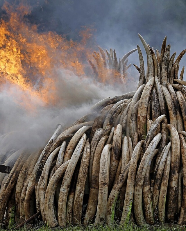 Hier wird gewildertes Elfenbein in For...ten-Stozhnen bei  Nairobi verbrannt.  | Foto: Dai Kurokawa