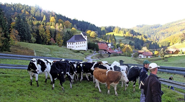 Auf den Koppeln werden die Weidetiere ... verladen &#8211;  hier in Kaltenbach   | Foto: Rolf-Dieter Kanmacher