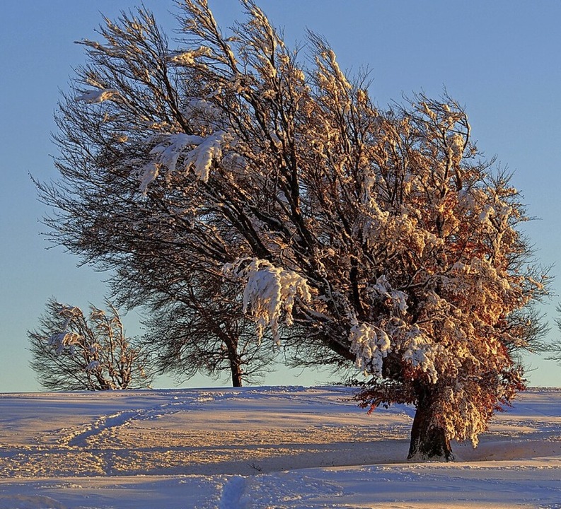 Beliebtes Fotomotiv: die Wetterbuchen auf dem Schauinsland im Winter  | Foto: Markus Donner