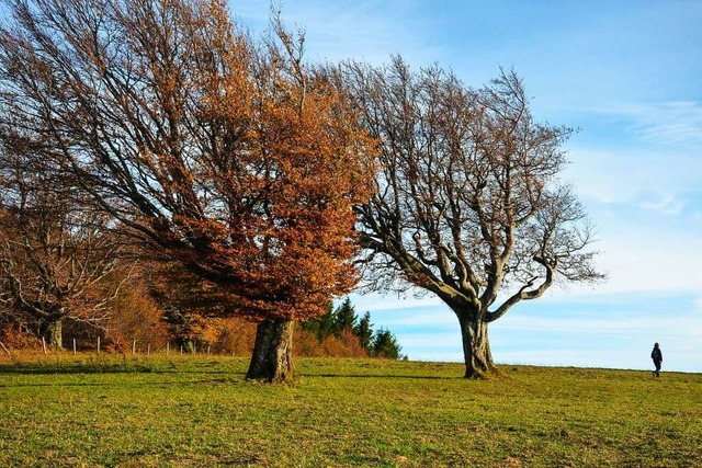 Krumm und schief und eindrucksvoll: We...an der Passstrae auf dem Schauinsland  | Foto: Gabriele Hennicke