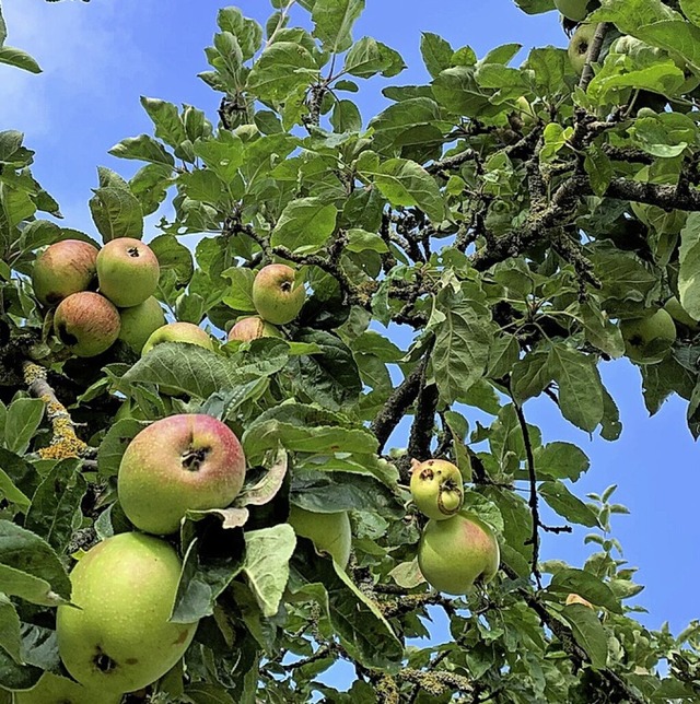 Apfelsaft von Hgelheimer Bumen gibt&...bei der WG &#8222;Wein und Hof&#8220;.  | Foto: Simone Hhl