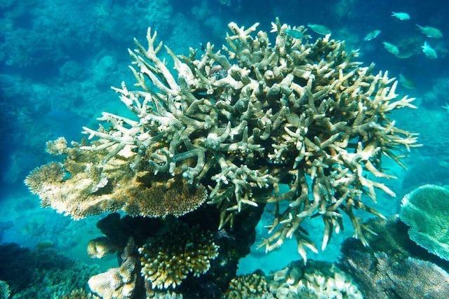 Im Great Barrier Reef häufen sich dramatische Korallenbleichen