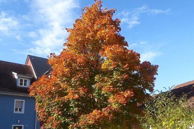 Wie rund um Schopfheim die Farbenpracht des Herbstes entsteht