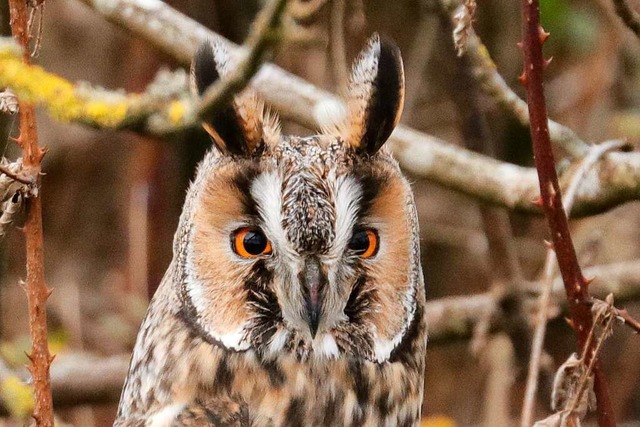 Sind Waldohreulen entspannt, sieht man...hel &#8211; ihre hrchen &#8211; kaum.  | Foto: Sigrid Striet