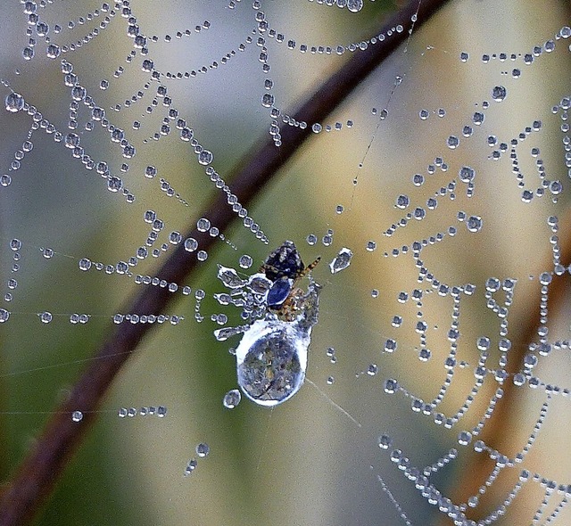 Eine Spinne labt sich in Hlzlebruck a... nimmt sie  eine morgendliche Dusche?   | Foto: Wolfgang Zengler