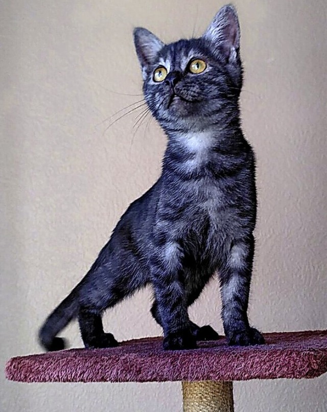Smokey | Foto: Tierheim Lahr Smokey | Foto: Tierheim Lahr