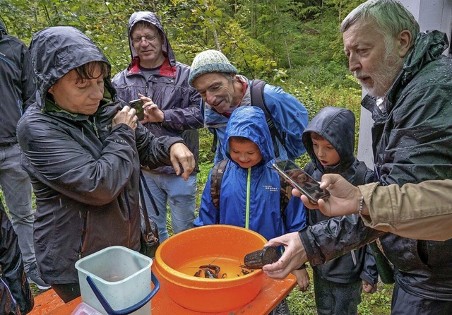 Im Einsatz fr die Umwelt: Jrg Kassec...einer  Reuse gefangenen  Edelkrebse.    | Foto: Dieter Schuble