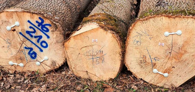 berdurchschnittlich hoch war die Holzernte im Schallstadter Wald 2020.  | Foto: Julius Wilhelm Steckmeister