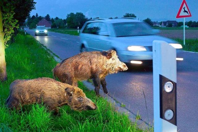 Wildschweinrotte quert B34 bei Rheinfelden – ein Tier berlebt nicht