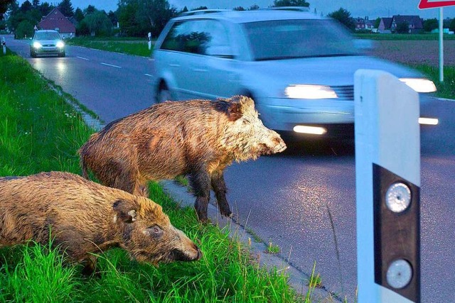 Fr Wildschweine kann es tdlich enden, wenn sie Straen berqueren.   | Foto: GP-Pressebild