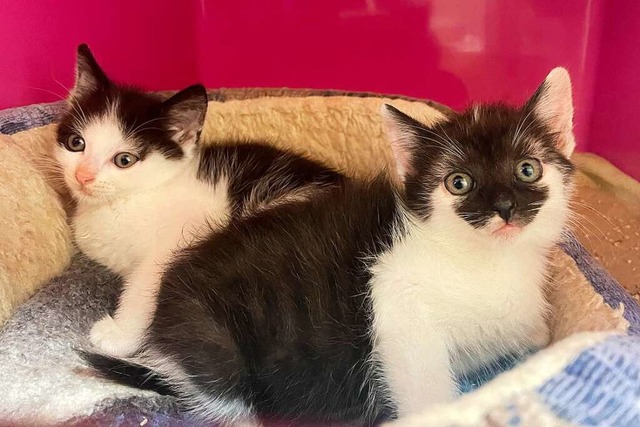 Katzenbabys im Tierheim Rheinfelden  | Foto: Martin Eckert