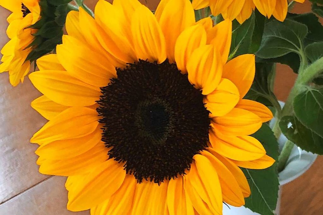 Der Strauß Sonnenblumen machte gleich sieben Menschen eine Freude.  | Foto: Dorit Fuhrmann