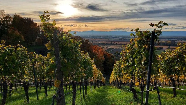 Blick auf die Vogesen vom Ihringer Blankenhornsberg.  | Foto: Brigtte Schelzig