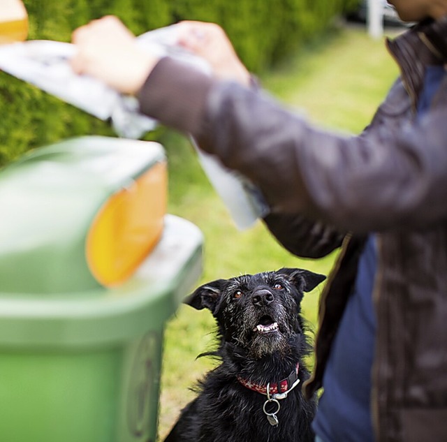 Hundekot gehrt in den Beutel.  | Foto: lightpoet  (stock.adobe.com)