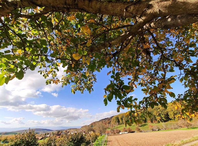 Walnussbume gehren seit langem zum L...m Herbst fiel die Ernte  schlecht aus.  | Foto: Silke Hartenstein