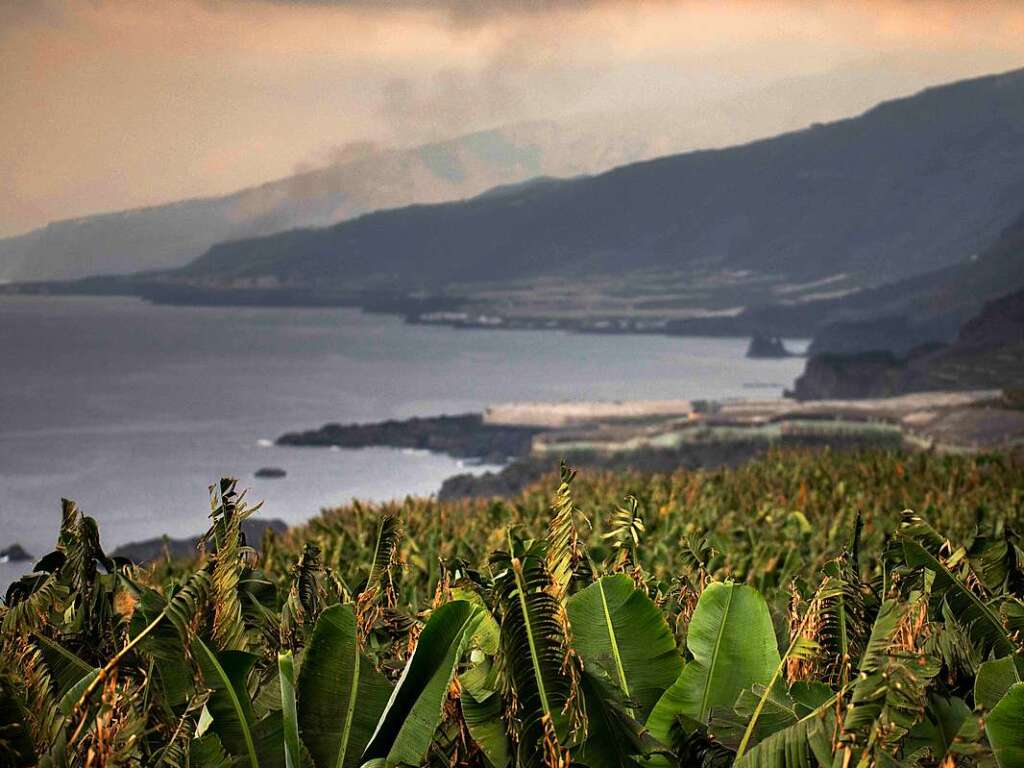 Blick auf Bananenplantagen am Meer. Die Bananenplantagen sind aufgrund des Vulkanausbruchs voller Asche.