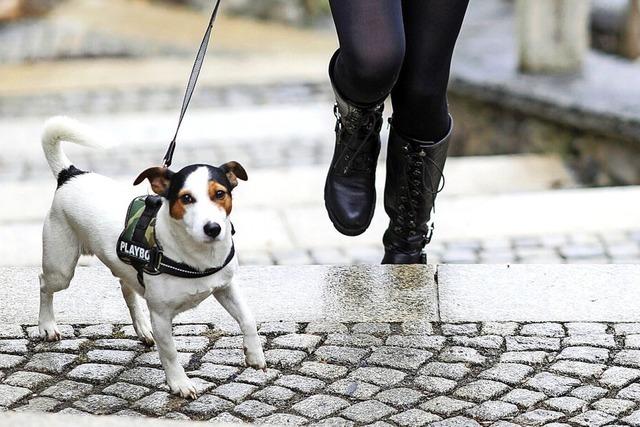 Hunde mssen ab Januar in Schopfheim an die kurze Leine