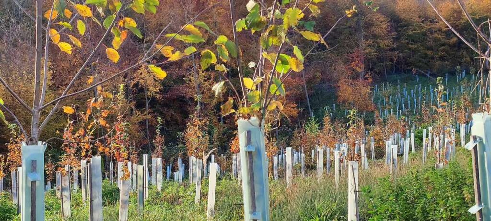 2022 sollen  im Kanderner Wald 3000 Bä...imastabile  Laubbäume  und Douglasien.  | Foto: Victoria Langelott