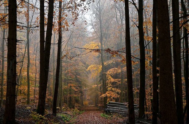 Herbstlich verfrbtes Laub liegt in ei...t eine mrchenhafte Stimmung mit sich.  | Foto: Arne Dedert (dpa)